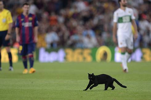 חתול שחור בין מסי להנהלה? (צילום: AFP) (צילום: AFP)