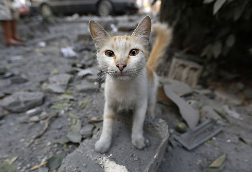 A cat in the wreckage of the Basha Tower in Gaza City (Photo: AFP)