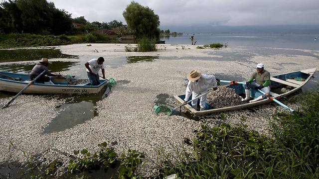 מאות אלפי דגים מתים (צילום: AFP) (צילום: AFP)