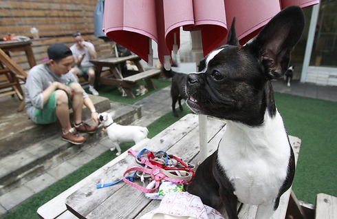 "צעירים מושפעים מדי מסדרות טלוויזיה". כלב נח מחוץ למסעדה בסיאול (צילום: AP) (צילום: AP)
