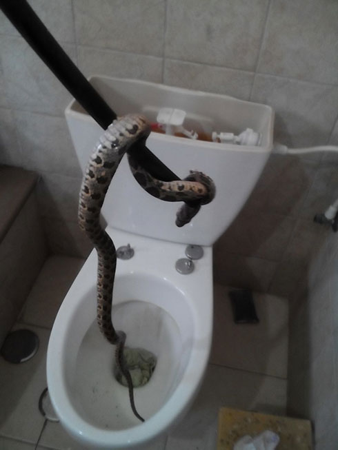 הנחש הסורר בבית משפחת גואטה (צילום: ראובן גואטה) (צילום: ראובן גואטה)