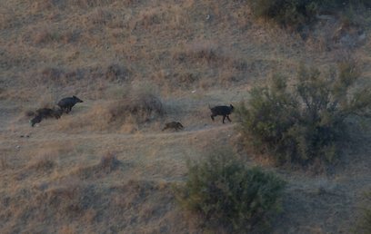 Pack of wild boar in Lower Galilee (Photo: Amir Ben-David) (Photo: Amir Ben-David)