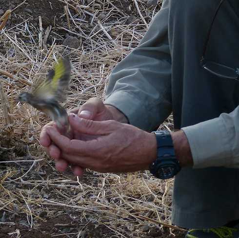 Captured goldfinch released (Photo: Amir Ben-David) (Photo: Amir Ben-David)