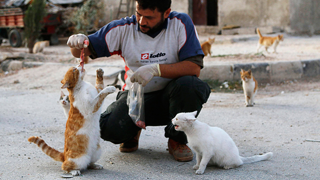 Alaa feeding the cats of Aleppo. (Photo: Reuters) (Photo: Reuters)