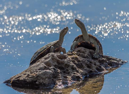 צבי ביצה. באחת השלוליות של נהר הירדן  ליד "גשר אריק", נתקלתי בזוג צבי ביצה משתזפים (צילום: אודי פפו)