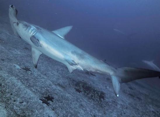 כריש פטיש. צולם בצלילה בבאיי גלפגוס לפני מספר חודשים (צילום: אנדראס קוניג)