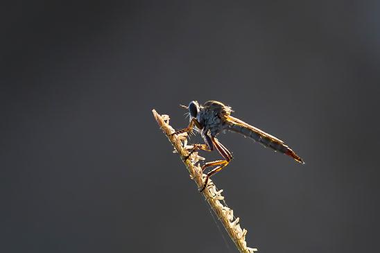 זבוב טורף שצולם בשעות הבוקר בשדות שפיים (צילום: צביקה שיאון)