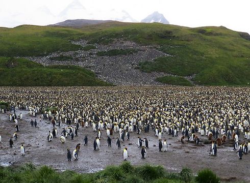מושבת פינגווינים. לא הפרענו (צילום: אמיר גור)