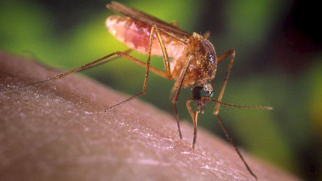 להיזהר מעקיצת יתושים נגועים. אזהרת זיקה (צילום: רויטרס) (צילום: רויטרס)