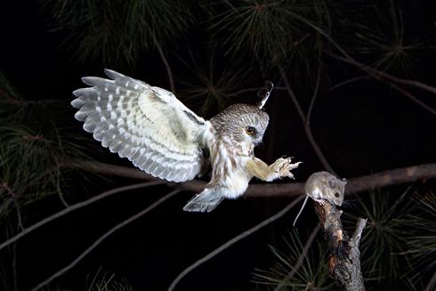 ינשוף מסוג Saw Whet Owl (צילום: Ron Austing | WildNaturePhotos) (צילום:) (צילום:)