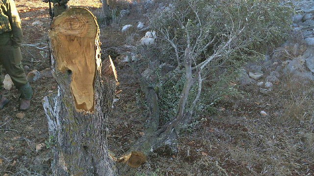 Vandalized trees in Burin (Photo: Israel Police) (Photo: Israel Police)
