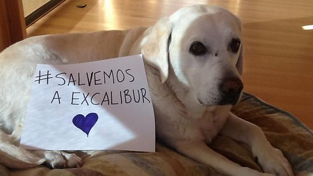 מפגן תמיכה למען הכלב שהומת. "הצילו את אקסקליבר" ()