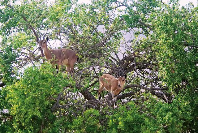לעתים הנקבות, הקלות יותר, מטפסות אל מרומי העץ וכך מאפשרות זוויות צילום לא שגרתיות. (צילום: עוזי פז) (צילום: עוזי פז)