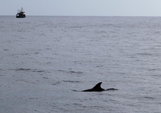 דולפין צעיר שלא מוכר לחוקרים. ברקע ניתן לראות את המכמורתן - ספינת דיג (צילום:  אביעד שיינין, מחמל"י) (צילום:  אביעד שיינין, מחמל