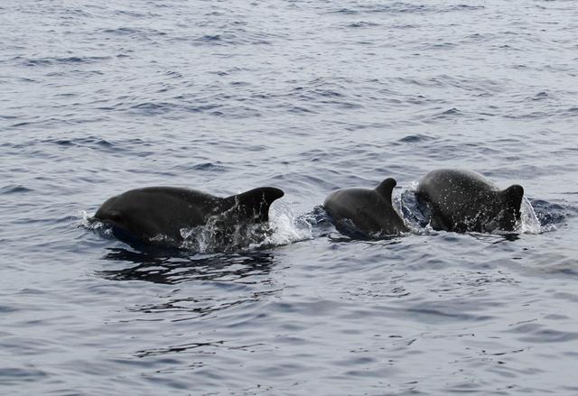 הדולפינה יאלי (מימין), הגור של יאלי (במרכז) ודולפין (משמאל) צעיר ולא מוכר (צילום:  אביעד שיינין, מחמל"י) (צילום:  אביעד שיינין, מחמל