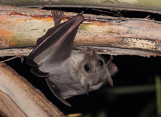 עטלף פירות (צילום: נתן אדלשטיין) ()