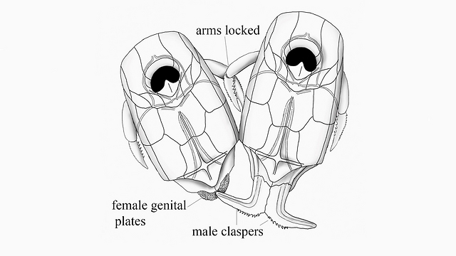 גפיים בצורת L, זרועות נעולות. הדגים המיניים (צילום: flinders university) (צילום: flinders university)