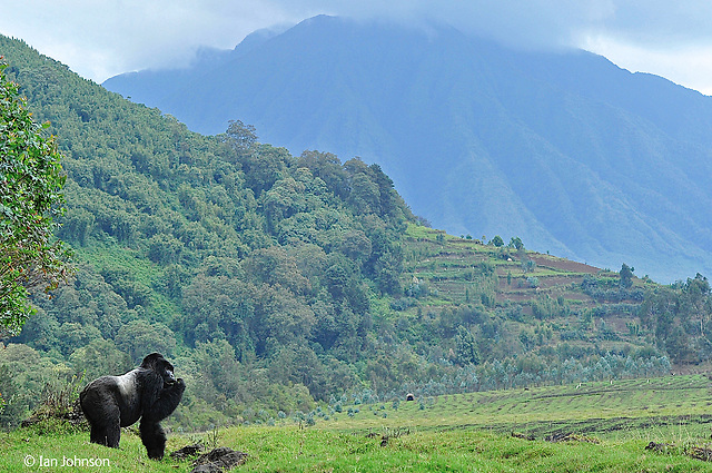 זכר גורילת הרים כסוף גב בפארק לאומי ברואנדה. ברקע ניתן לראות את האזור שעובר פיתוח אינטנסיבי לחקלאות ותעשיות שונות. כיום נותרו רק כמה מאות גורילות הרים בעולם. צילום:  Ian Johnson, דרום אפריקה (צילום:  Ian Johnson / Wildlife Photographer of the Year 2014)