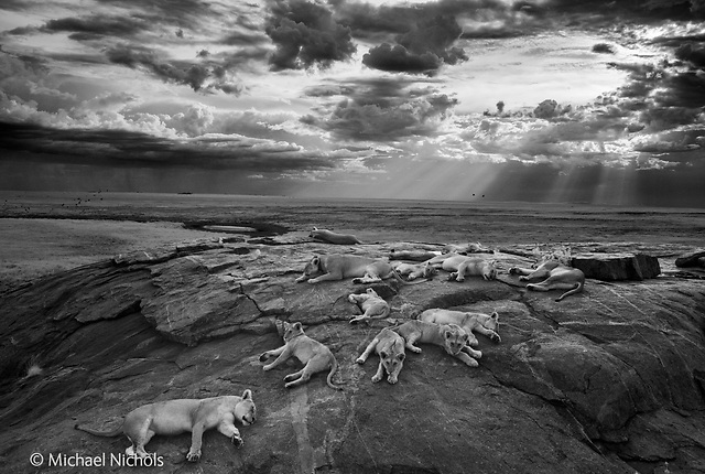  (צילום: Michael 'Nick' Nichols / Wildlife Photographer of the Year 2014)