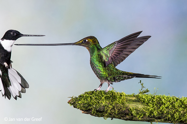 יונק דבש מסוג sword-billed hummingbird באקוודור מתחרה על מזון עם ציפור ממין collared inca. אחת מהתמונות שעלו לגמר התחרות. צילום: Jan van der Greef, הולנד (צילום: Jan van der Greef / Wildlife Photographer of the Year 2014)