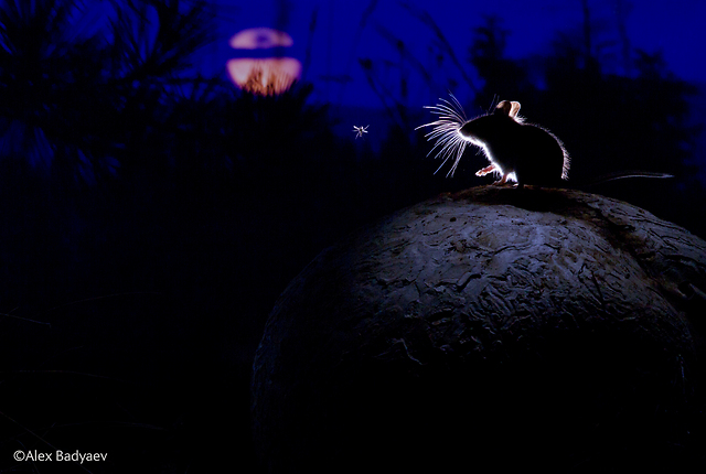 מקום ראשון בקטגוריית יונקים. עכבר הצבי עומד על גבי פטריית puffbal גדולה וצופה ביתוש, בעמק במונטנה, בארצות הברית. צילום: Alex Badyaev, רוסיה / ארה"ב (צילום: Alex Badyaev / Wildlife Photographer of the Year 2014)