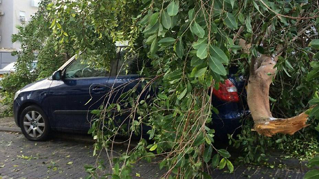 עץ קרס על מכוניות בקריית אתא  (צילום: נפתלי רוטנברג, איחוד הצלה) (צילום: נפתלי רוטנברג, איחוד הצלה)