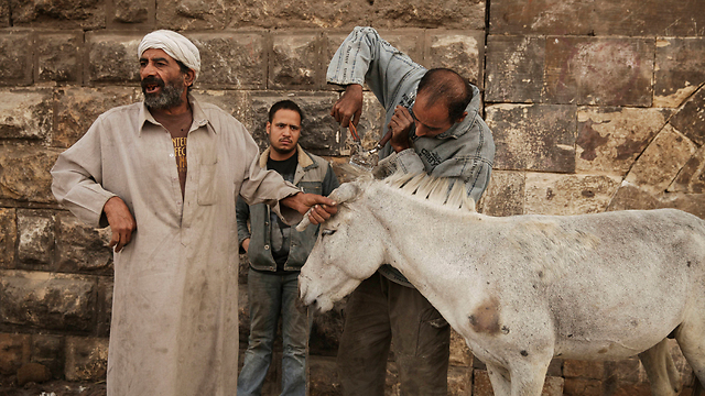 מוחמד מוסטפה ואביו מחמוד שעבד בארמון עבדין בקהיר (צילום: AP) (צילום: AP)