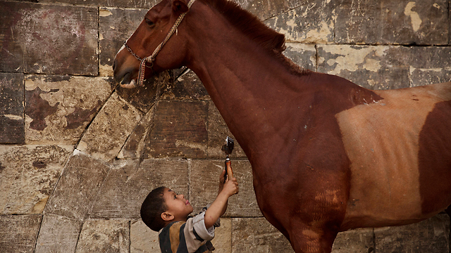 מקצוע העתיד. מוסטפה בן החמש ליד אחד מלקוחותיו (צילום: AP) (צילום: AP)