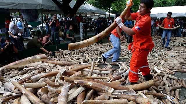 השמדת שנהב בלתי חוקי שהוחרם בפיליפינים (צילום: AP) (צילום: AP)