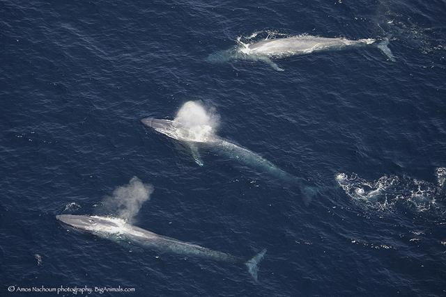 לוויתנים כחולים במפרץ קליפורניה (צילום: עמוס נחום, biganimals.com)) (צילום: עמוס נחום, biganimals.com))