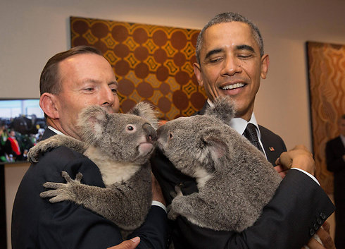 אובמה וראש ממשלת אוסטרליה ברגע של נחת עם קואלות בפסגת ה-G20 בבריסביין (צילום: EPA) (צילום: EPA)