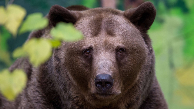 רק 8,000 פרטים באירופה. דוב חום (צילום: AFP) (צילום: AFP)
