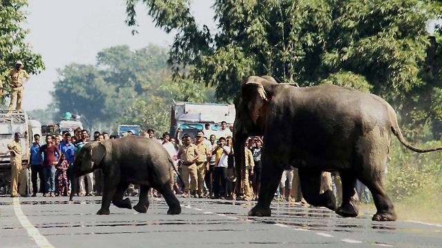 פילים חוצים כביש בהודו. "הרבה יותר בטוחים עכשיו" (צילום: AP) (צילום: AP)