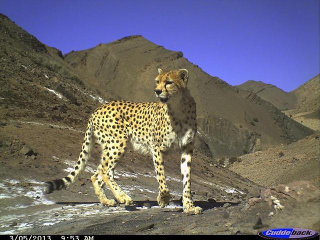  (צילום: BBC Wildlife Magazine / Asiatic cheetah Iranian Cheetah Society)