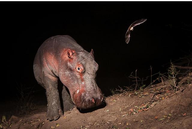 צילום שהעפיל לגמר בקטגוריית פורטרטים של בעלי חיים. היפופוטם ועטלף בפארק הלאומי בדרום Luangwa, זמביה (צילום: BBC Wildlife Magazine / Will Burrard-Lucas)