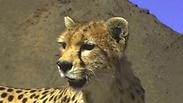 צילום: BBC Wildlife Magazine / Asiatic cheetah Iranian Cheetah Society