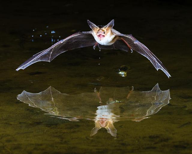 ציון לשבח בקטגורית התנהגות בעלי חיים. עטלף חרקים (Pallid bat) מרחף מעל פני המים. העטלפים נוהגים לצוד את טרפם בסמוך למקורות מים. צולם באריזונה, ארה"ב (צילום: BBC Wildlife Magazine / Beth Ruggiero)