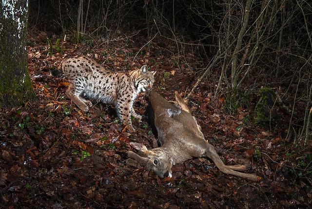  (צילום: BBC Wildlife Magazine / Laurent Geslin)