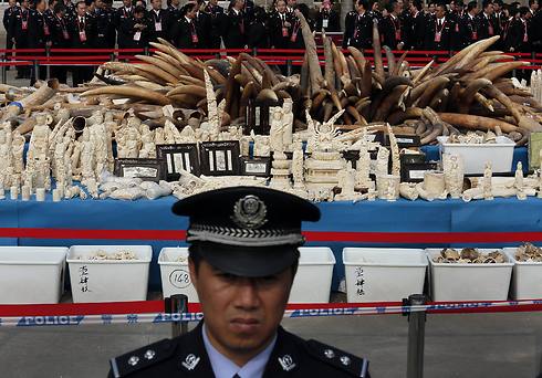 שנהב לא חוקי שנתפס בסין בינואר השנה (צילום: AP) (צילום: AP)