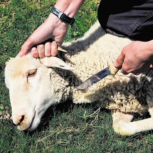 Ritually slaughtering a sheep (File photo: Shutterstock)