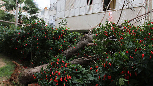 עץ קרס סמוך לבניין מגורים בנתניה (צילום: עידו ארז) (צילום: עידו ארז)