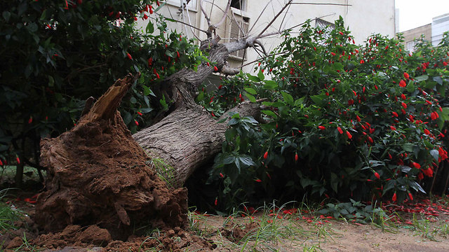עץ קרס סמוך לבניין מגורים בנתניה (צילום: עידו ארז) (צילום: עידו ארז)