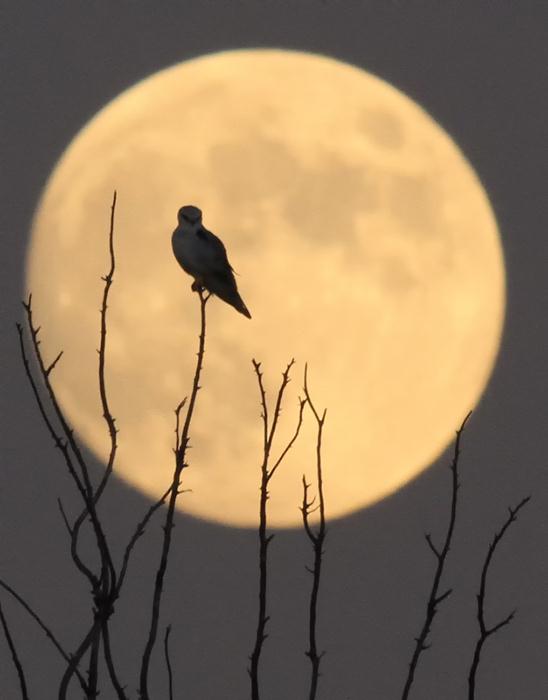 טולי מלק - דאה שחורת כתף על רקע ירח מלא ()