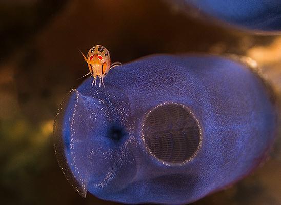 רפי עמר - סרטן מסוג פרת משה רבנו Ladybug Anphipods shrimp ()