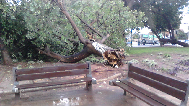 כמויות הגשם הגדולות גרמו לקריסת עץ ברמת גן (צילום: איתי קוט) (צילום: איתי קוט)