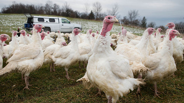 Turkeys in the United States (Photo: AP)