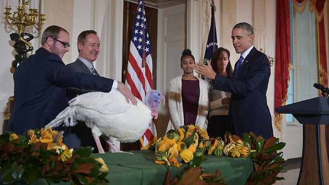 ארוחת החג על חשבונו. אובמה חן תרנגול הודו (צילום: AFP) (צילום: AFP)