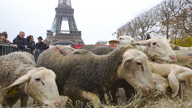 העשב של פריז ירוק יותר? הכבשים בפעולה (צילום: AP) (צילום: AP)
