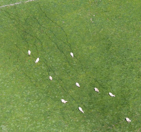 עדר פרות בדרום רמת הגולן (צילום: רון גפני, SkyPics) (צילום: רון גפני, SkyPics)