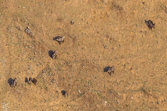 חזירי בר בירדן ההררי (צילום: רון גפני, SkyPics) (צילום: רון גפני, SkyPics)